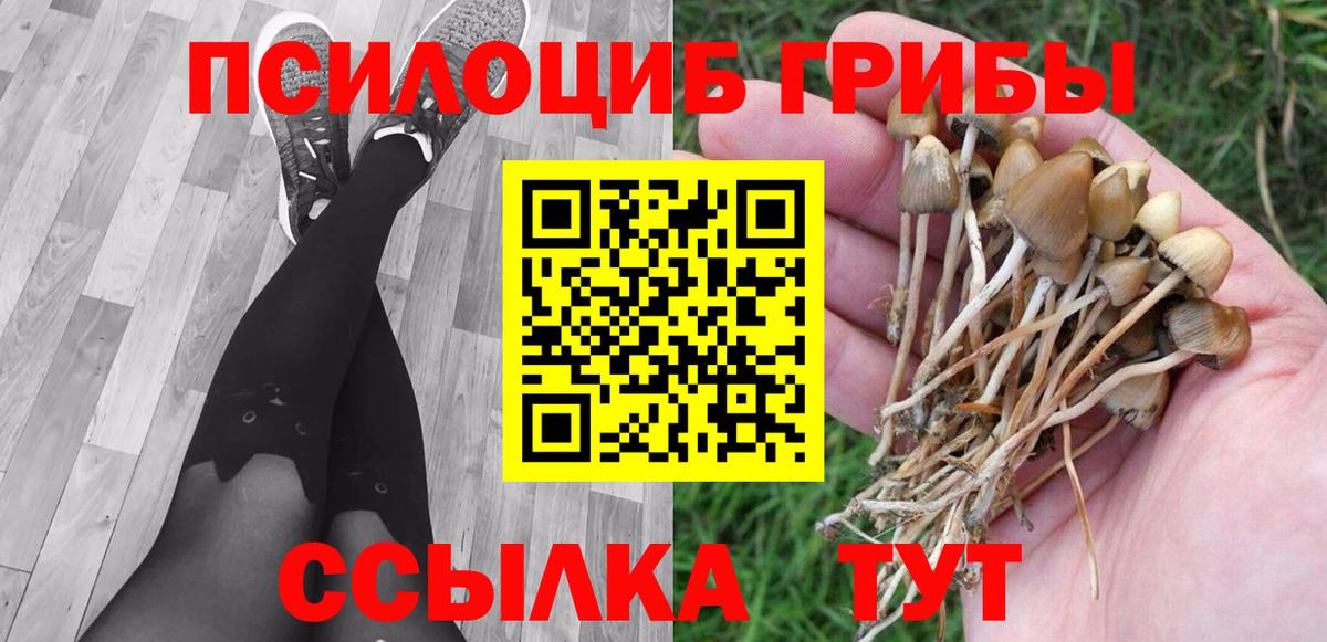Галлюциногенные грибы Psilocybe Новозыбков